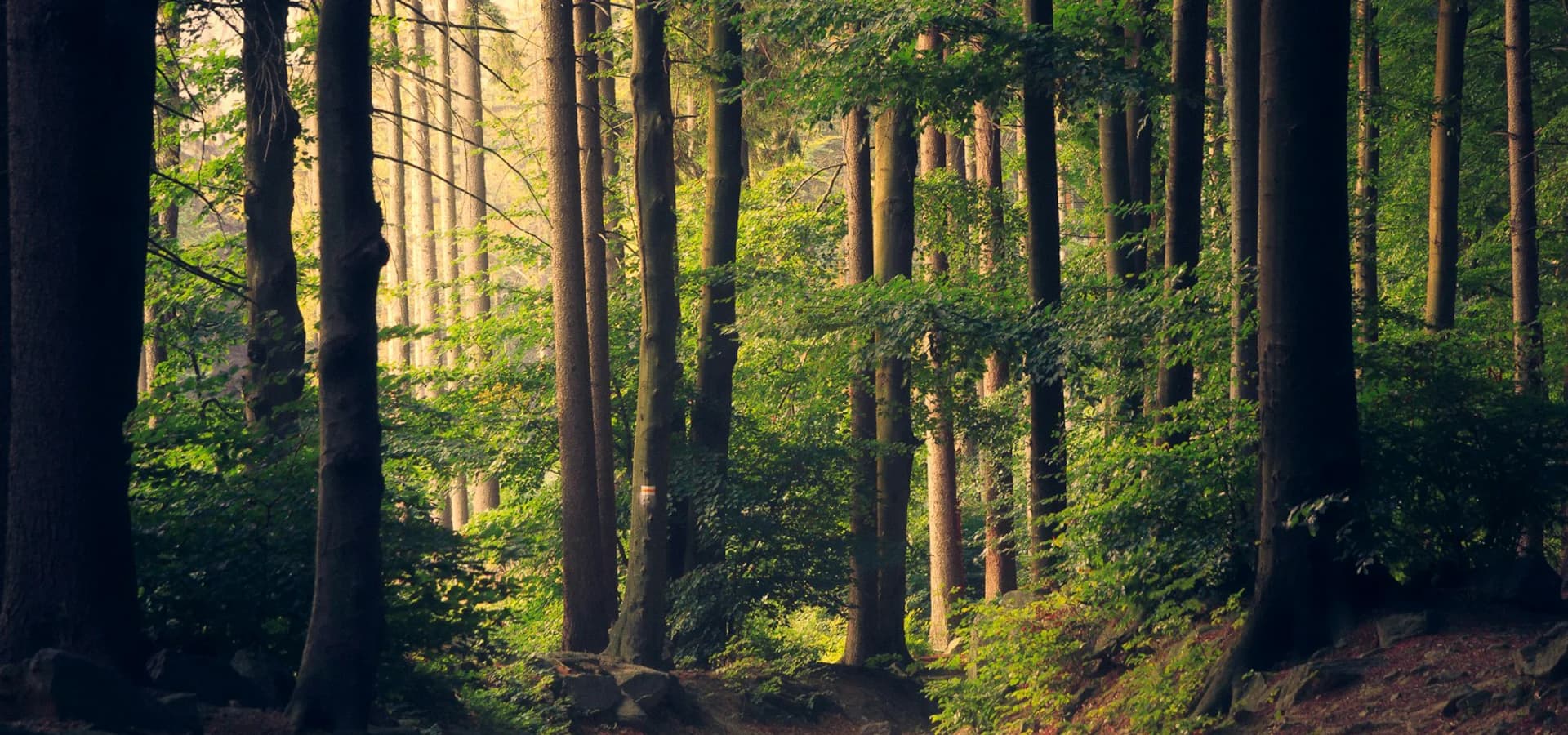 A thriving green forest representing environmental stewardship